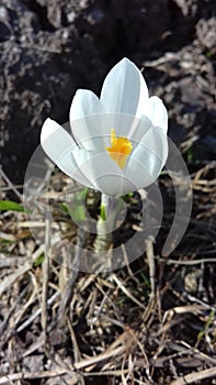 Fiore bucaneve dai candidi petali bianchi photo