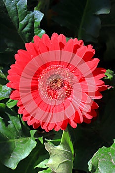 FIORE DI GERBERA CON PETALI ROSSI