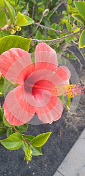 Fiore di Hibiscus rosa
