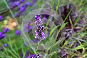 Fiore di lavanda con ape