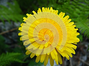 fiore di tarassaco giallissimo