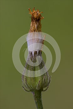 fiore e bociolo photo