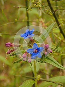 Fiore, garden, petal, verde, natura, blu