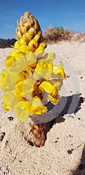 Fiore giallo della sabbia photo