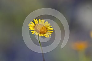 Fiore giallo selvatico bagniato di rugiada , Pulicaria dysenterica. photo