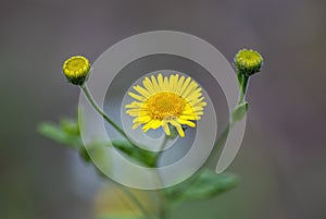 Fiore giallo selvatico, Pulicaria dysenterica. photo