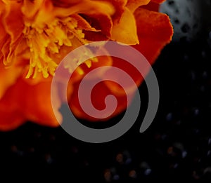 Fiore luminoso autunnale Calendula arancione su sfondo nero. Macro, astrazione. Gocce d'acqua su uno sfondo scuro