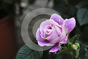 Fiore rosa illuminato photo