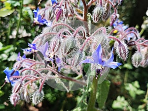 Fiori di borragine