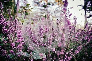 Fiori di campo spontanei dettaglio