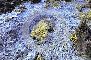 Fiori di Zolfo visto in dettaglio sul cratere del vulcano etna