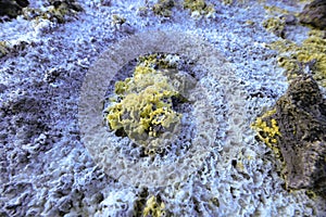 Fiori di Zolfo visto in dettaglio sul cratere del vulcano etna