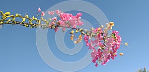 Fiori fucsia di buganville con cielo sereno