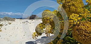 fiori gialli della sabbia in spiaggia photo