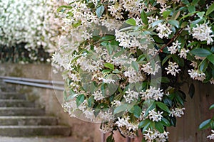 Fiori rampicanti bianchi photo