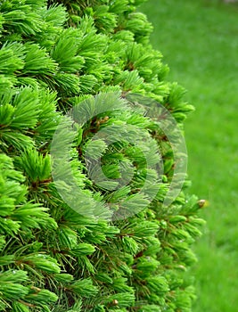 Fir
