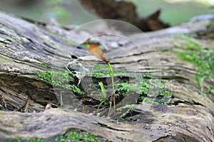 Fir (Abies alba) seeds germinating on the stump of a dead fir tree deep in the forest