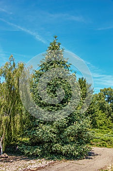 Fir (Abies) with fresh fir cones and branches in the botanical garden of Nitra, Slovakia