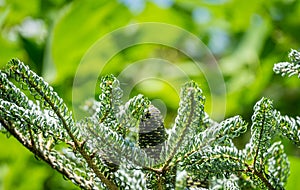 Fir Abies koreana Silberlocke with young blue cones on branch. Green and silver spruce needles on korean fir.