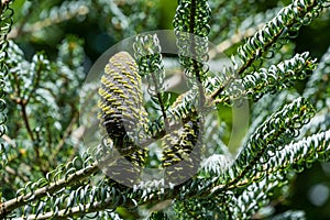 Fir Abies koreana Silberlocke with young blue cones on branch. Green and silver spruce needles on korean fir. Selective nature foc