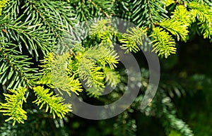 Fir Abies nordmanniana, Caucasian Fir or Christmas tree close-up bright young green needles on  branch on blurred green background photo
