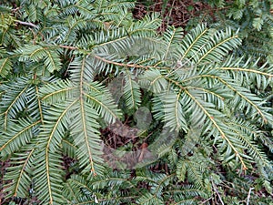 Fir, balsam Abies balsamea - close up