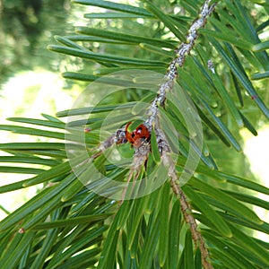 Fir, balsam Abies balsamea - close up and ladybug