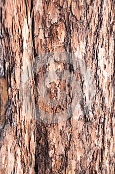 Fir bark background. Natural wood. Close up texture of bark back