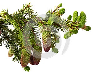 Fir branch