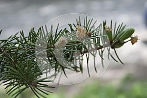 Fir branch