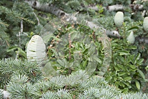 Fir branch