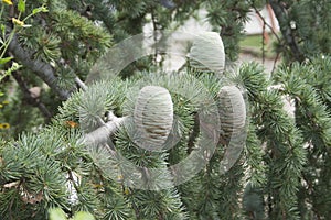 Fir branch