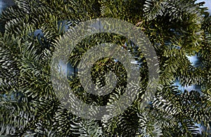 Fir branch background