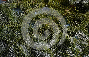 Fir branch background