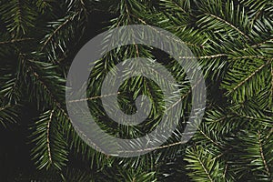 Fir branch background