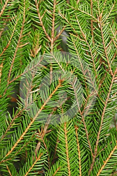 Fir branch background