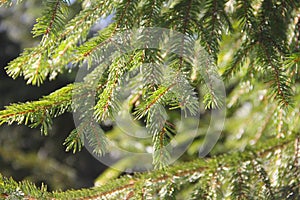 Fir branch background