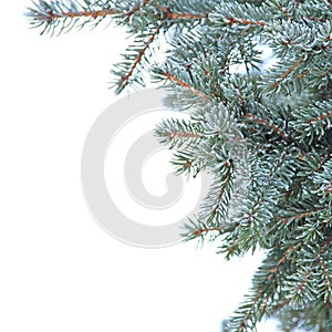 Fir branch background