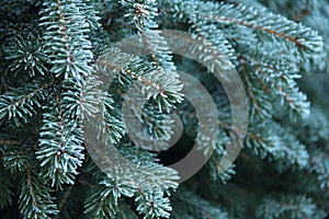 Fir branch background