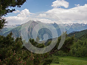 Fir branch on a background of the Caucasus Mountains