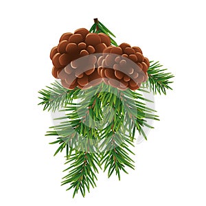 Fir branch and brown cones isolated on white background. Christmas and New year decoration. Vector