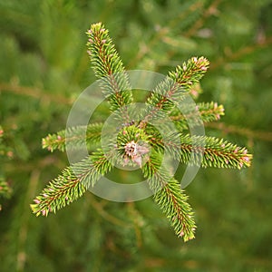 Fir branch buds