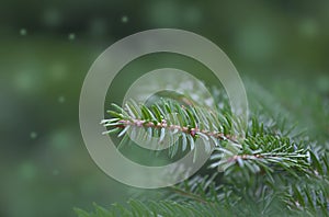 fir branch card background. New Year theme. Merry Christmas and Happy New Year Holidays greeting card, frame, banner