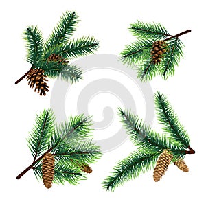 Fir branch. christmas tree branches with cones. Pine xmas vector decoration