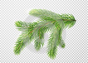 Fir branch. Christmas tree, pine needles on transparent background
