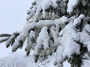 a fir branch covered with snow