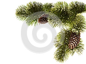 Fir branch with fir cones isolated on white