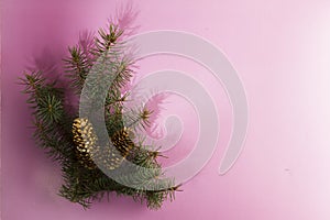 FIR BRANCH IN FRAME ON WHITE BACKGROUND