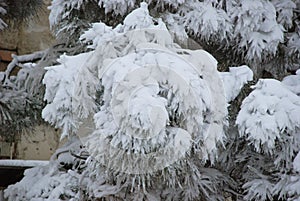 Fir branch heavily covered with fresh snow on pure white backgro