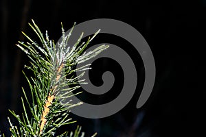 Fir branch with hoarfrost isolated against dark background